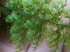 Hymenophyllum polyanthon