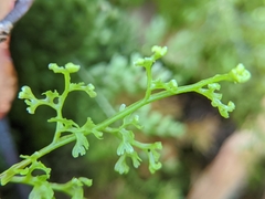 Hymenophyllum polyanthon
