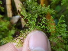 Hymenophyllum polyanthon