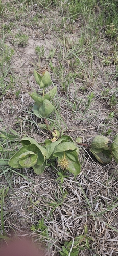 Clematis fremontii