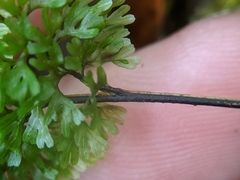 Hymenophyllum polyanthon