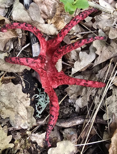 devil's-fingers