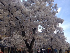 Prunus