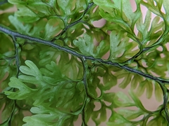 Hymenophyllum polyanthon