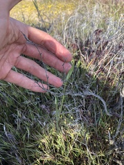 Calochortus striatus