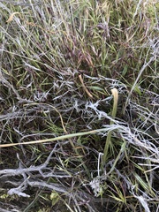 Calochortus striatus