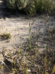 Calochortus striatus