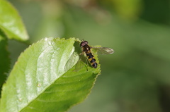Meligramma triangulifera