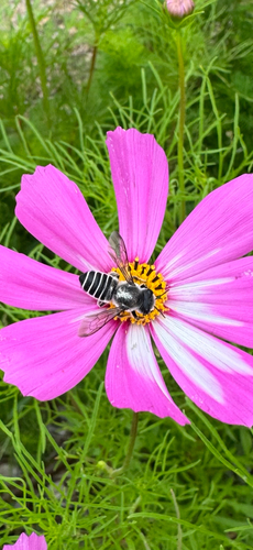 Megachile policaris