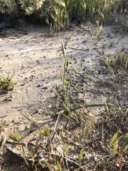 Calochortus striatus