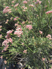 Eucycla