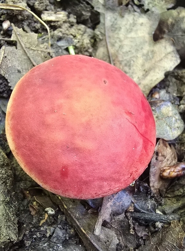 Ruby Bolete