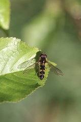 Meligramma triangulifera
