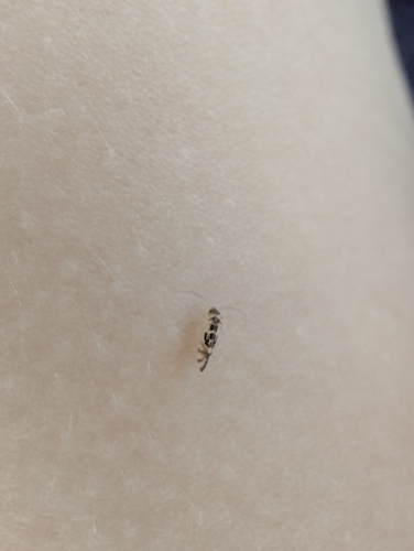 F-winged Barklouse