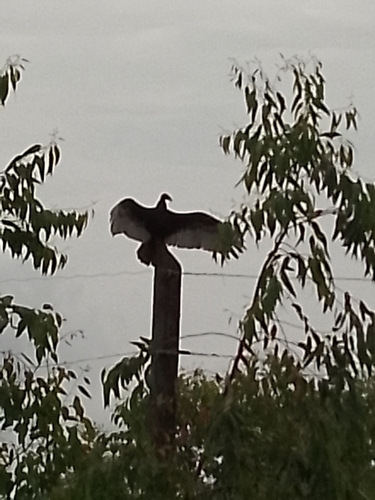 Turkey Vulture