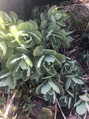 Hylotelephium telephium