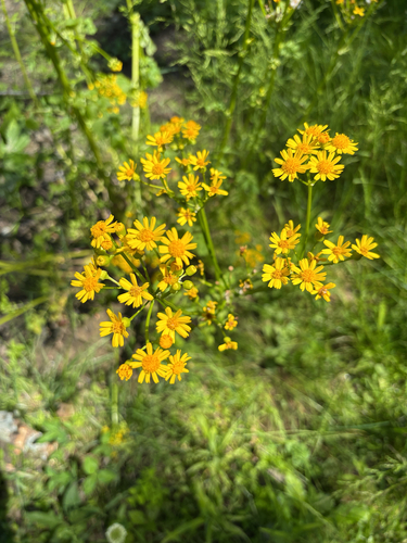 Great Plains Ragwort