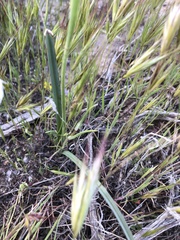Calochortus striatus