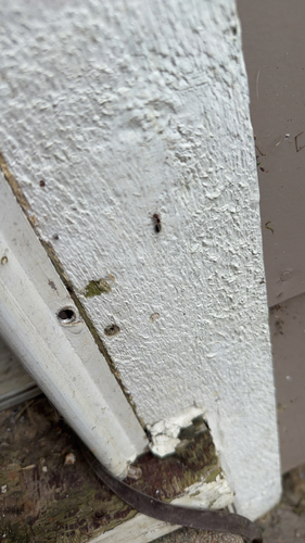 Shiny Acrobat Ant