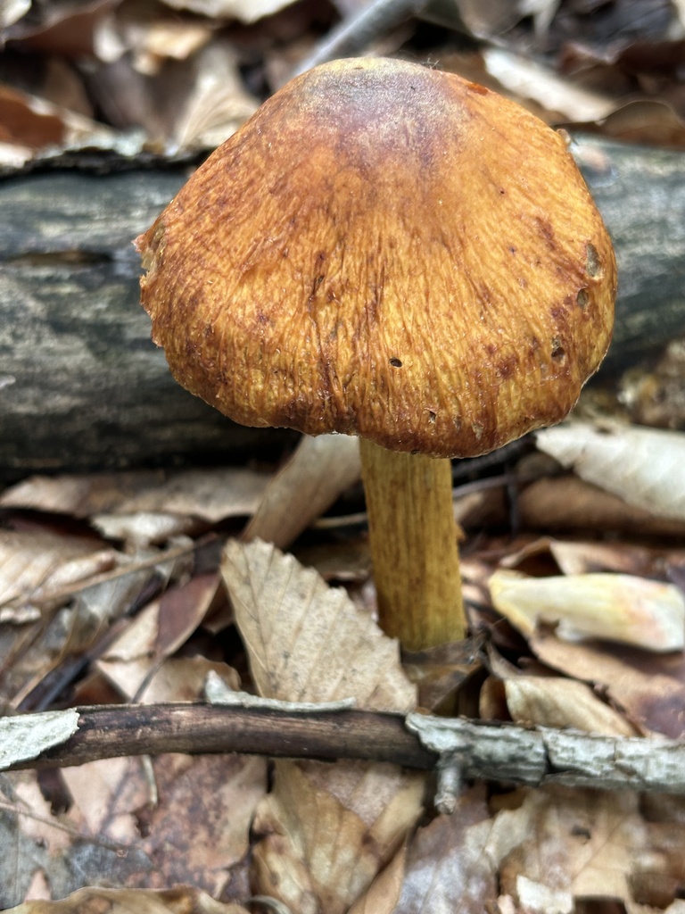 wrinkled cortinarius · June 2026 · photo: Photo: no rights reserved · iNaturalist