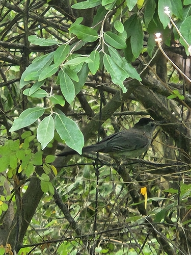 Gray Catbird
