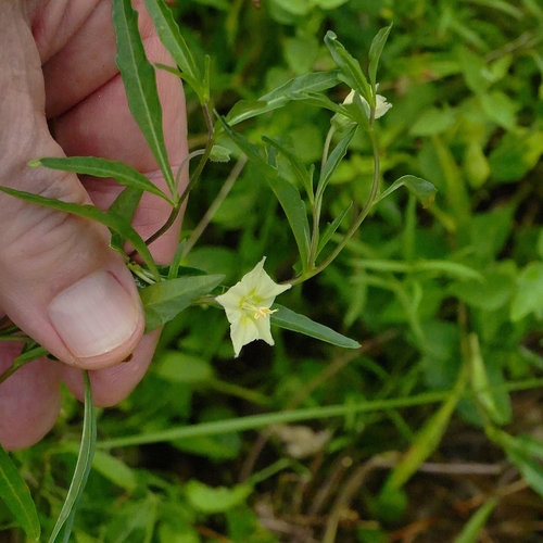 Edwards Plateau Five-Eyes
