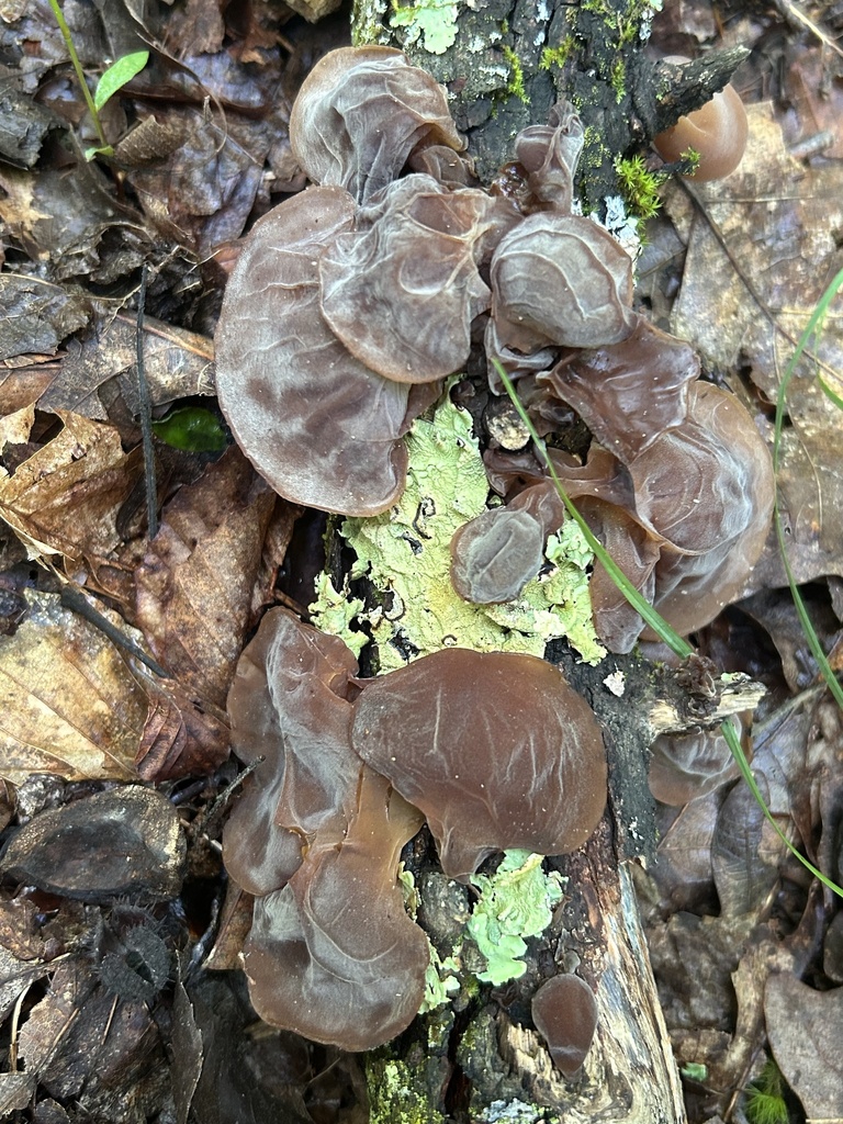 Jelly Tree Ear · June 2026 · photo: Photo: no rights reserved · iNaturalist