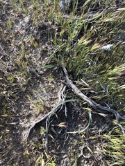 Calochortus striatus