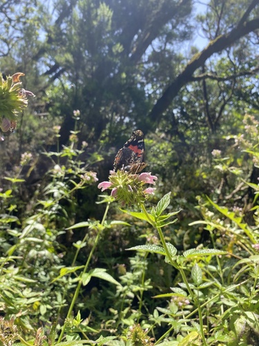 Canary Red Admiral