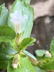 Mecardonia acuminata