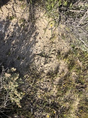 Calochortus striatus