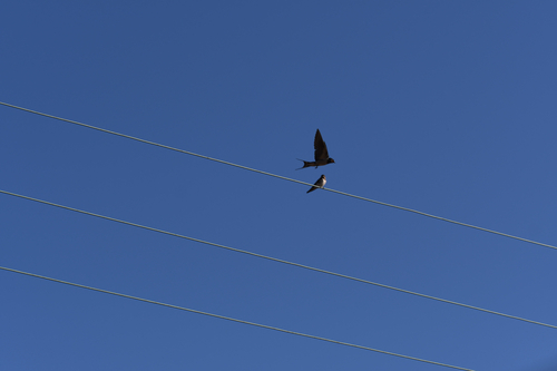 Barn Swallow