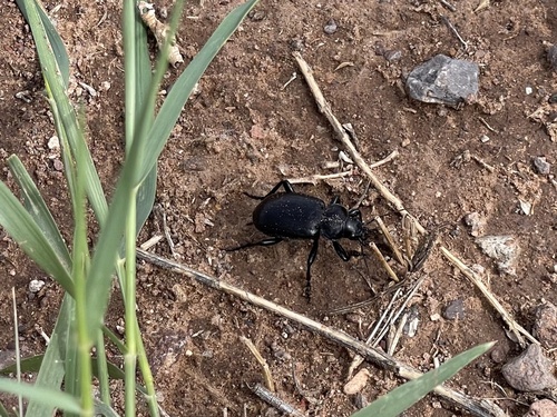 Calosoma peregrinator