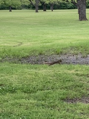 Sciurus niger