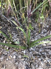 Calochortus striatus