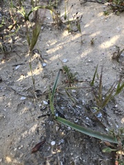 Calochortus striatus