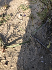 Calochortus striatus