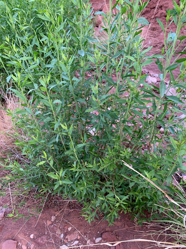 willow baccharis