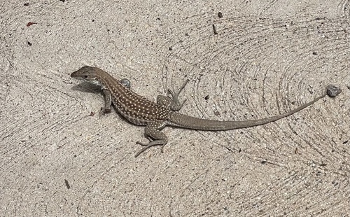 Chihuahuan Spotted Whiptail