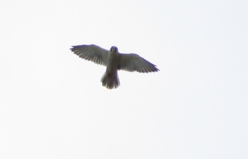 Lanner Falcon
