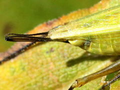 Oecanthus forbesi