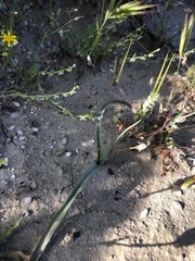 Calochortus striatus