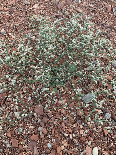 Roundleaf Buckwheat