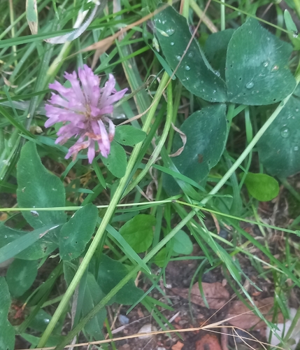 Red Clover