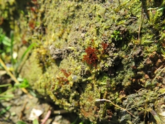 Ptychostomum pallens