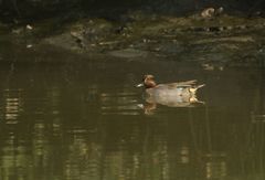 Anas crecca