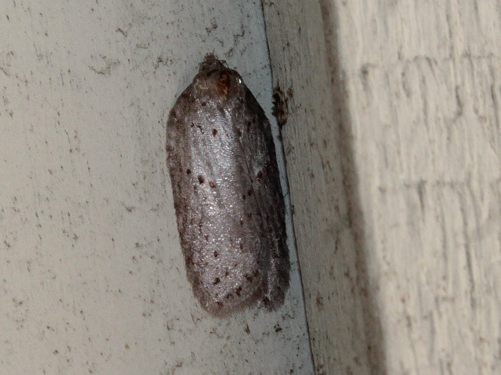 Acleris busckana