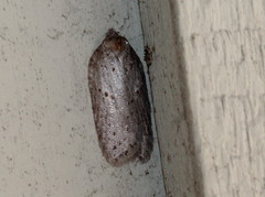 Acleris busckana