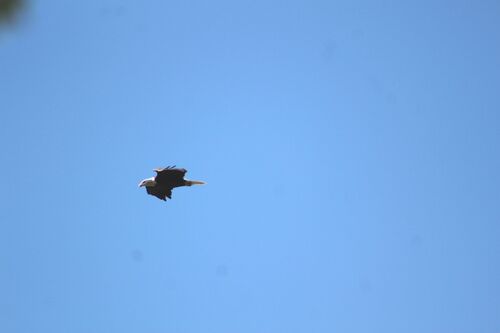 Bald Eagle photographed in North Dakota