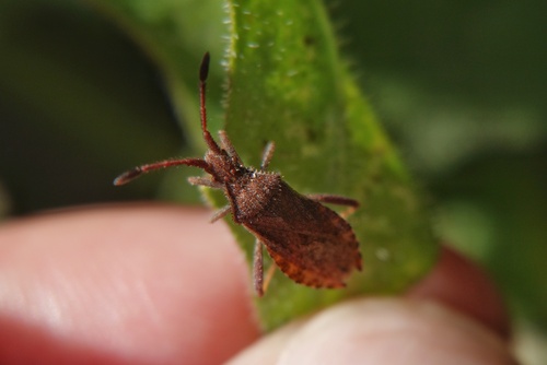 Denticulate Leatherbug